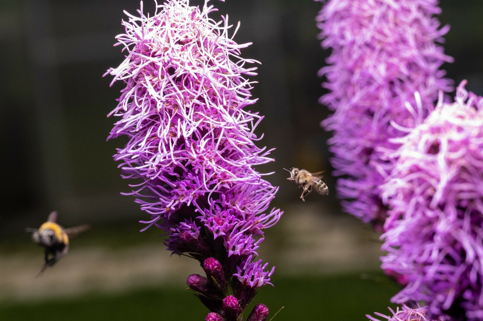 Kobold Dense Blazing Star {Liatris spicata} 25+ seeds Free Shipping!