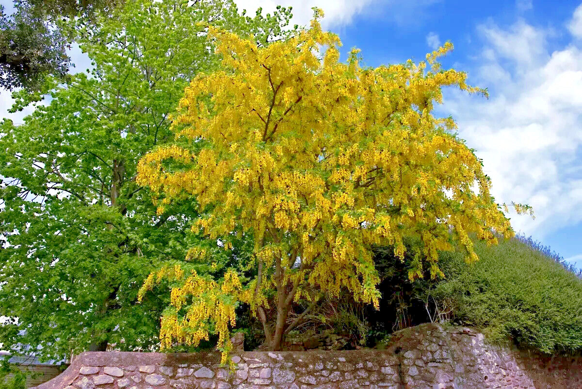 GOLDEN CHAIN TREE SEEDS (Laburnum anagyroides) “Wisteria Like” Flowering Plant