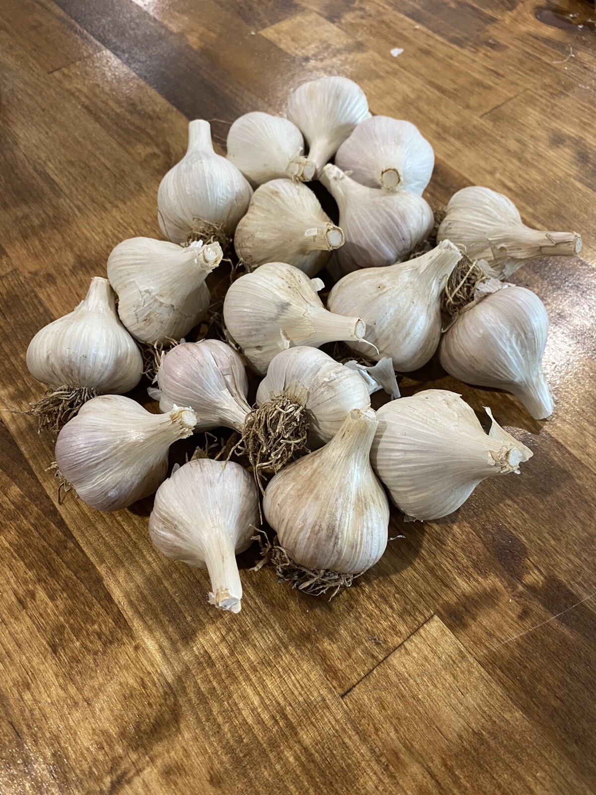 Russian Giants lb. 1/2 Lb 7-10 Bulbs Hardneck Garlic Bulbs to Plant or Eat