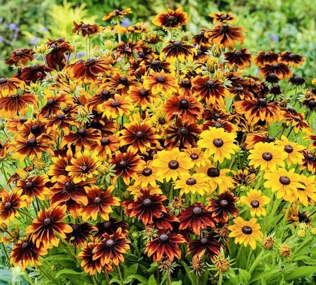 200 Rustic Mix – Black Eyed Susan Seeds (Dwarf) -Attracts Pollinators – Heirloom