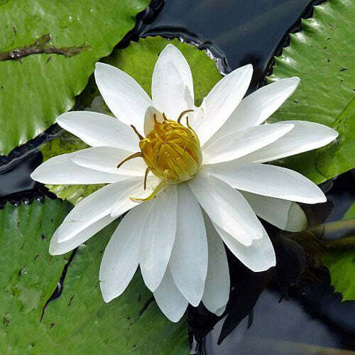 Nymphaea pubescens Willd | White Flower | Hairy Water Lily | 25 Seeds