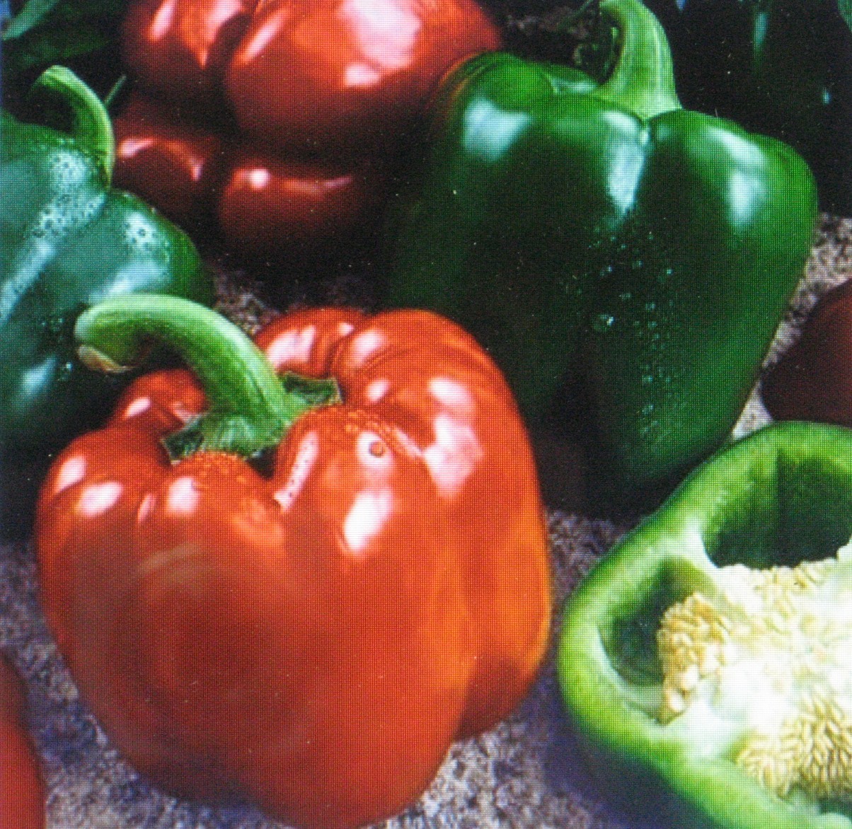 SWEET GIANT PEPPER – KEYSTONE * 25 SEEDS *