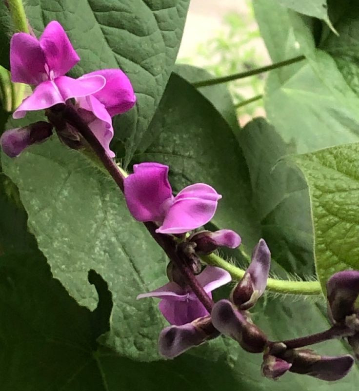Purple Hyacinth Bean Vine Lablab Purpureus 12 Seeds Fast Grow Flower Plant BOGO