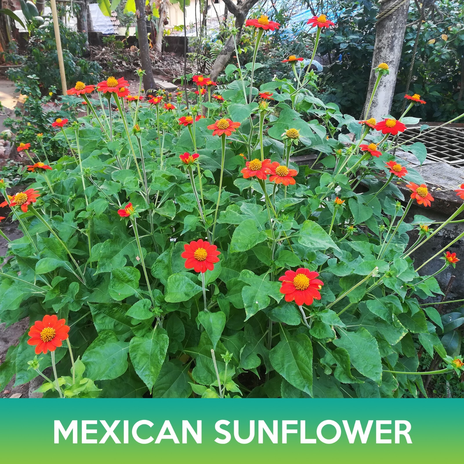 Mexican Sunflower Seeds, (Tithonia rotundifolia)