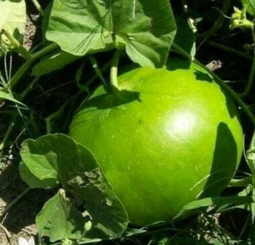 5 + Giant Bushel Gourd Seeds Fruit up to 100 lbs For Basket Arts&Crafts USA