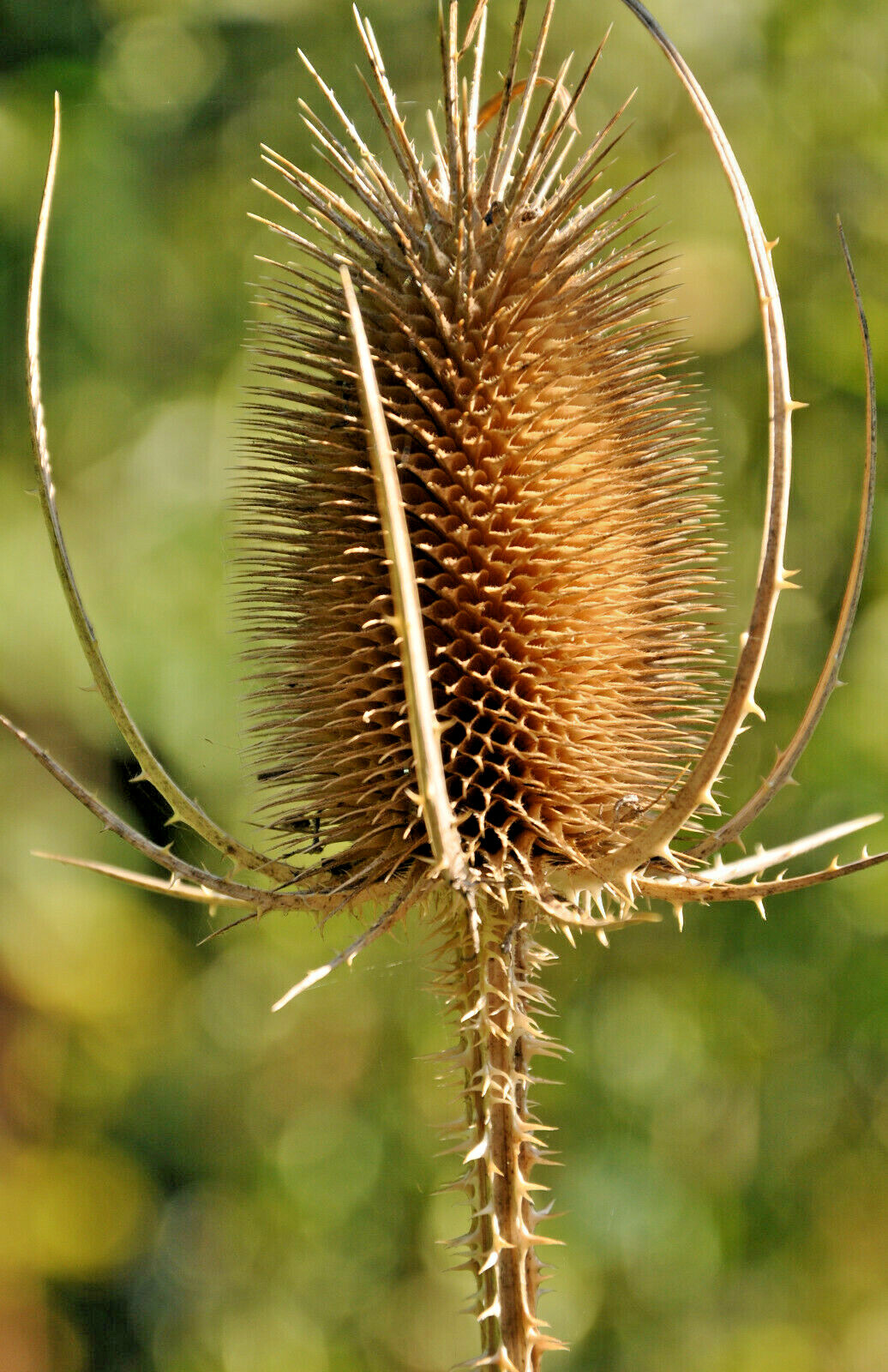 PURPLE TEASEL 100 SEEDS, DIPSACUS FULLONUM, USA SELLER