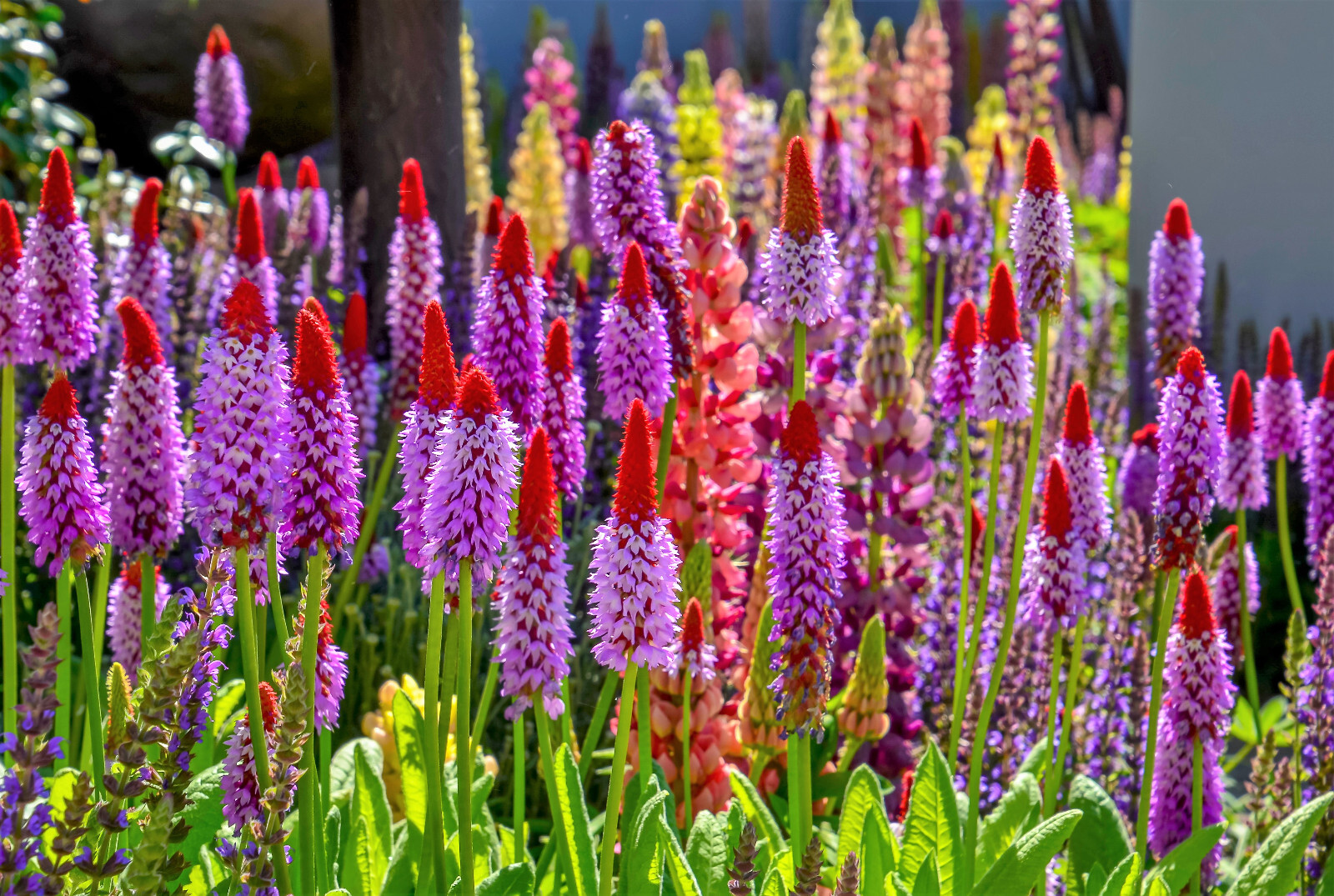20 ORCHID PRIMROSE Primula Vialii Red Hot Poker Pink Purple Shade Flower Seeds