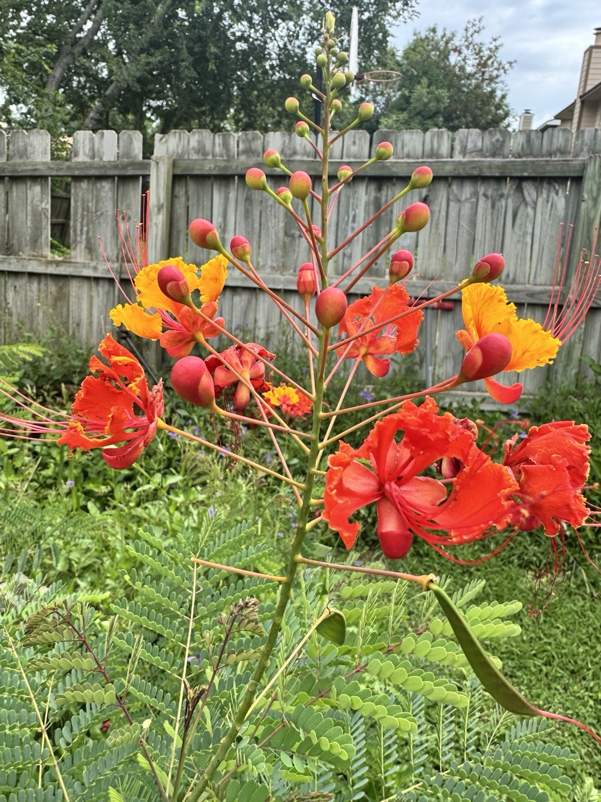 Pride of Barbados Peacock Flower 50 Seeds (Caesalpinia) Perennial Shrub