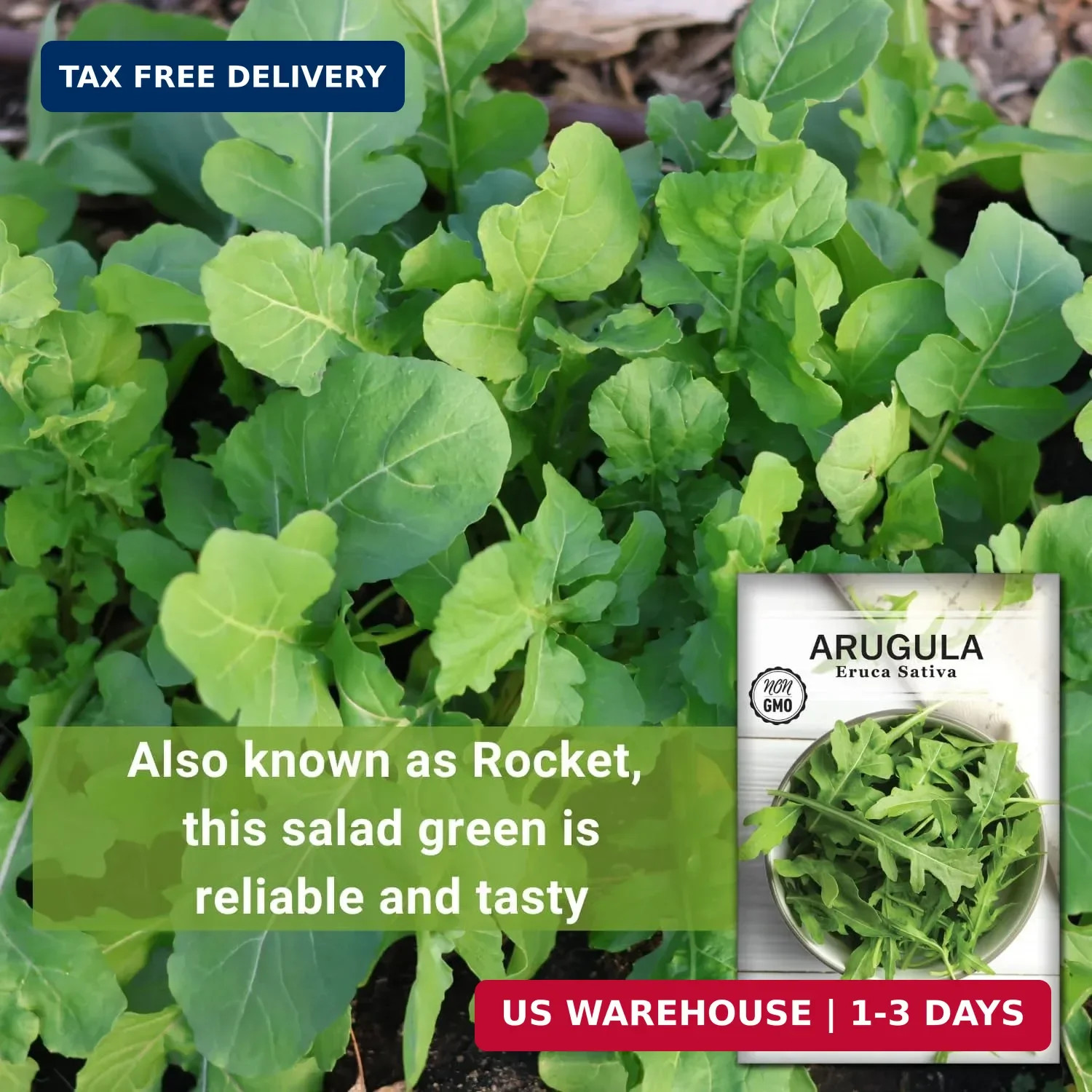 Sow Right Seeds – Arugula Seeds for Planting – Non-GMO Heirloom Seeds with Instr