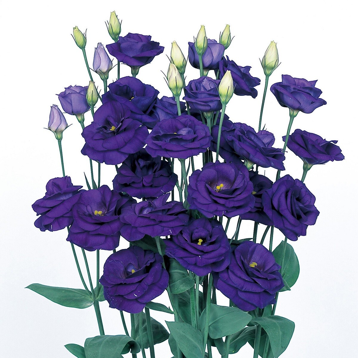 Lisianthus Seeds Rosita Sapphire 25 Pelleted Seeds Cut Flower Seeds