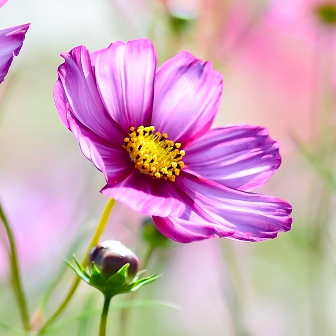 Fresh Beautiful Cosmos Seeds | Picotee | Heirloom Non-GMO | Flower Seeds