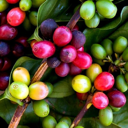 20 Coffea arabica Seeds Tropical EXOTIC Coffee Bean Indoor House Plant Tree RARE