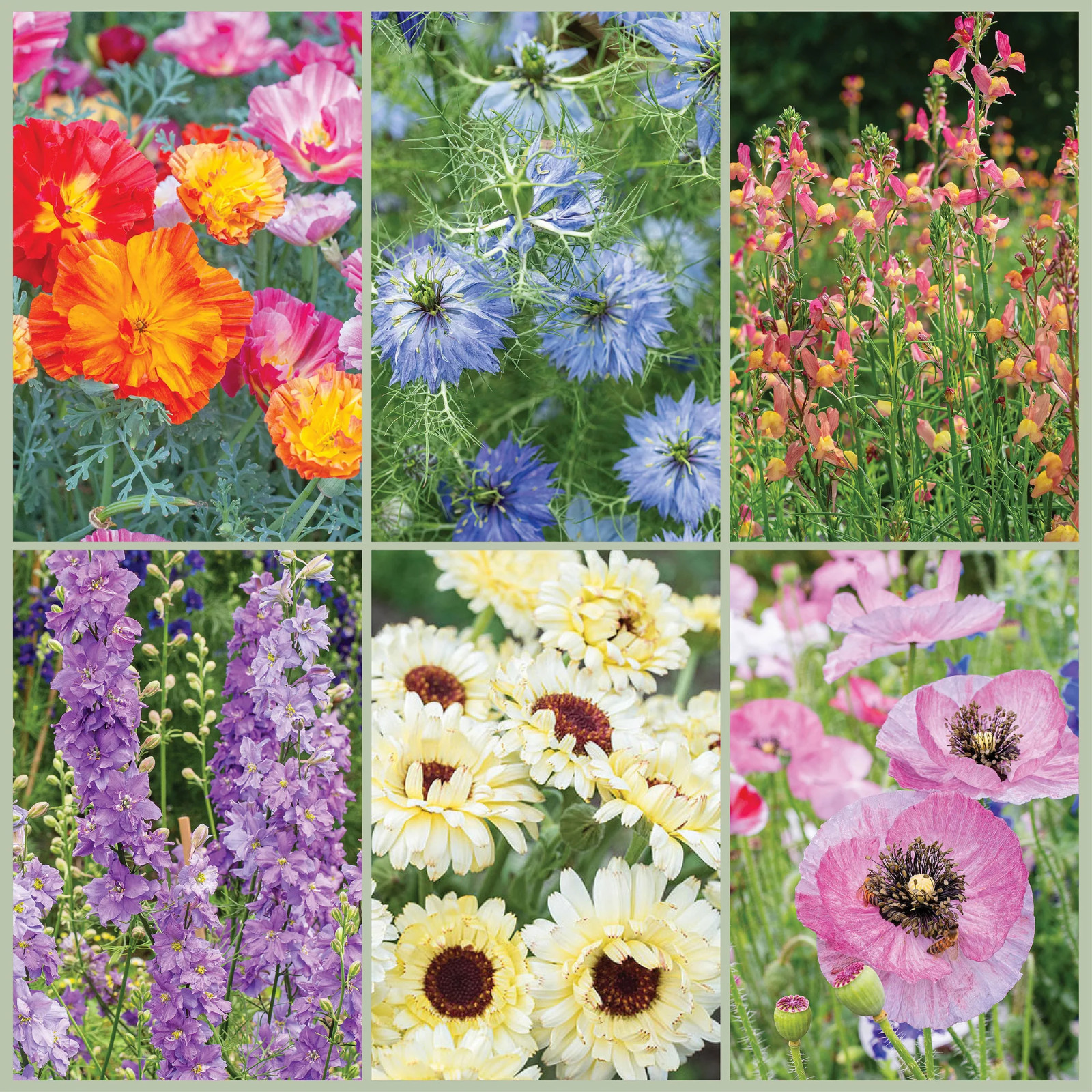 Spring and Summer Flower Mix 300 seeds