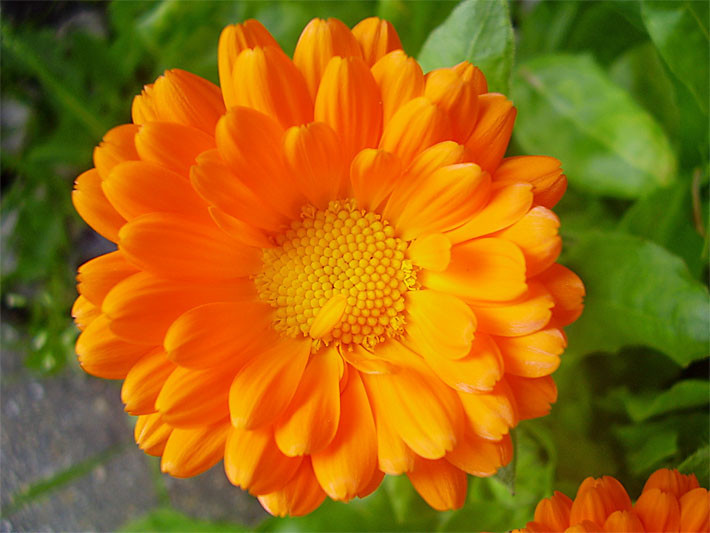 4500+ Seeds 1oz=29g CALENDULA officinalis, ORGANIC, Edible Flowers, Medicinal