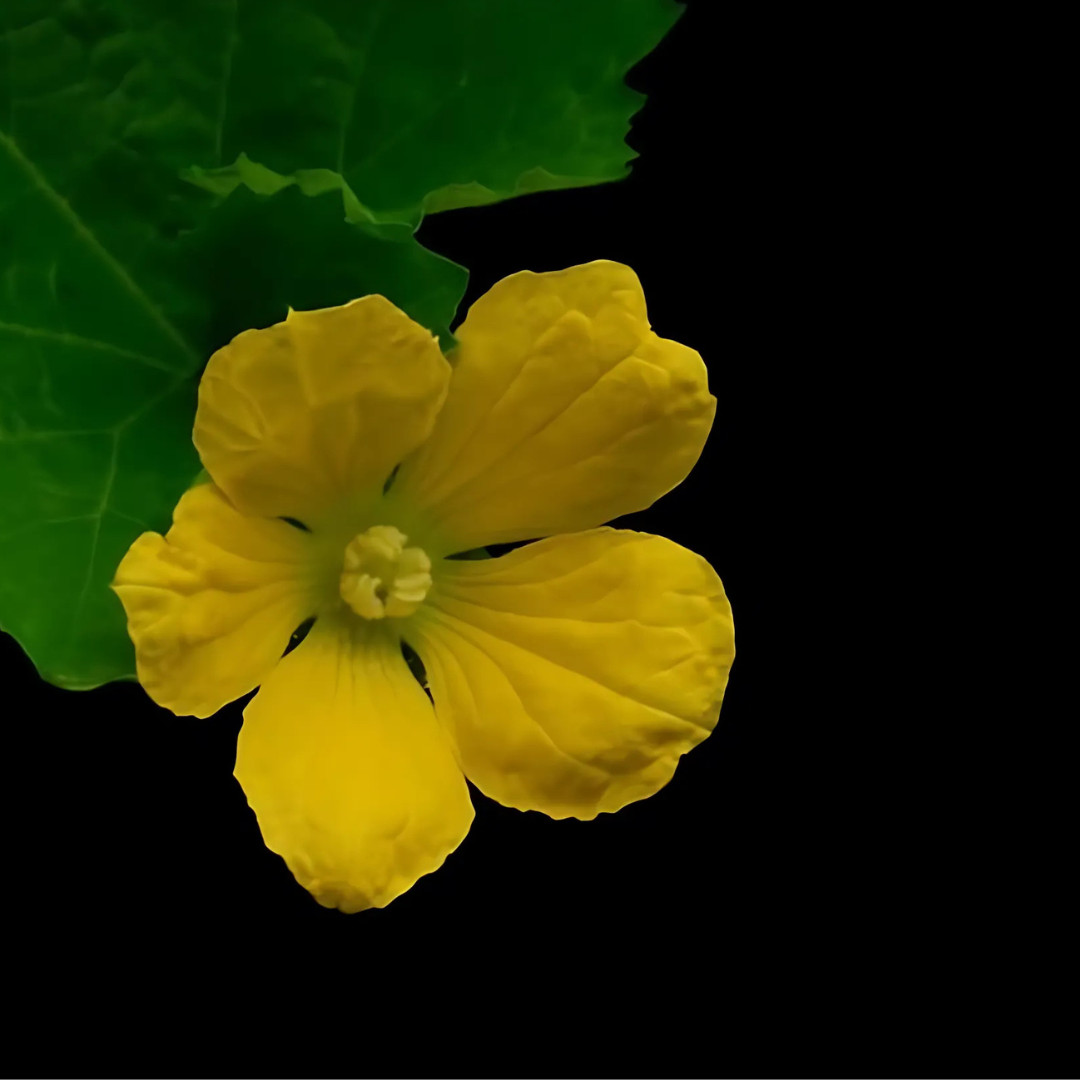 Fresh Indian Tinda Gourd 10 Seeds | Apple Gourd | Heirloom Non-GMO| Indian