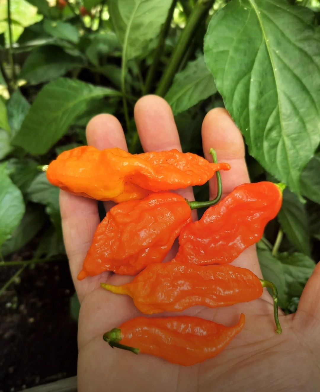 SUPERHOT!- Variety Pack – Over 200! Seeds – One Dozen Different Hot Varieties.