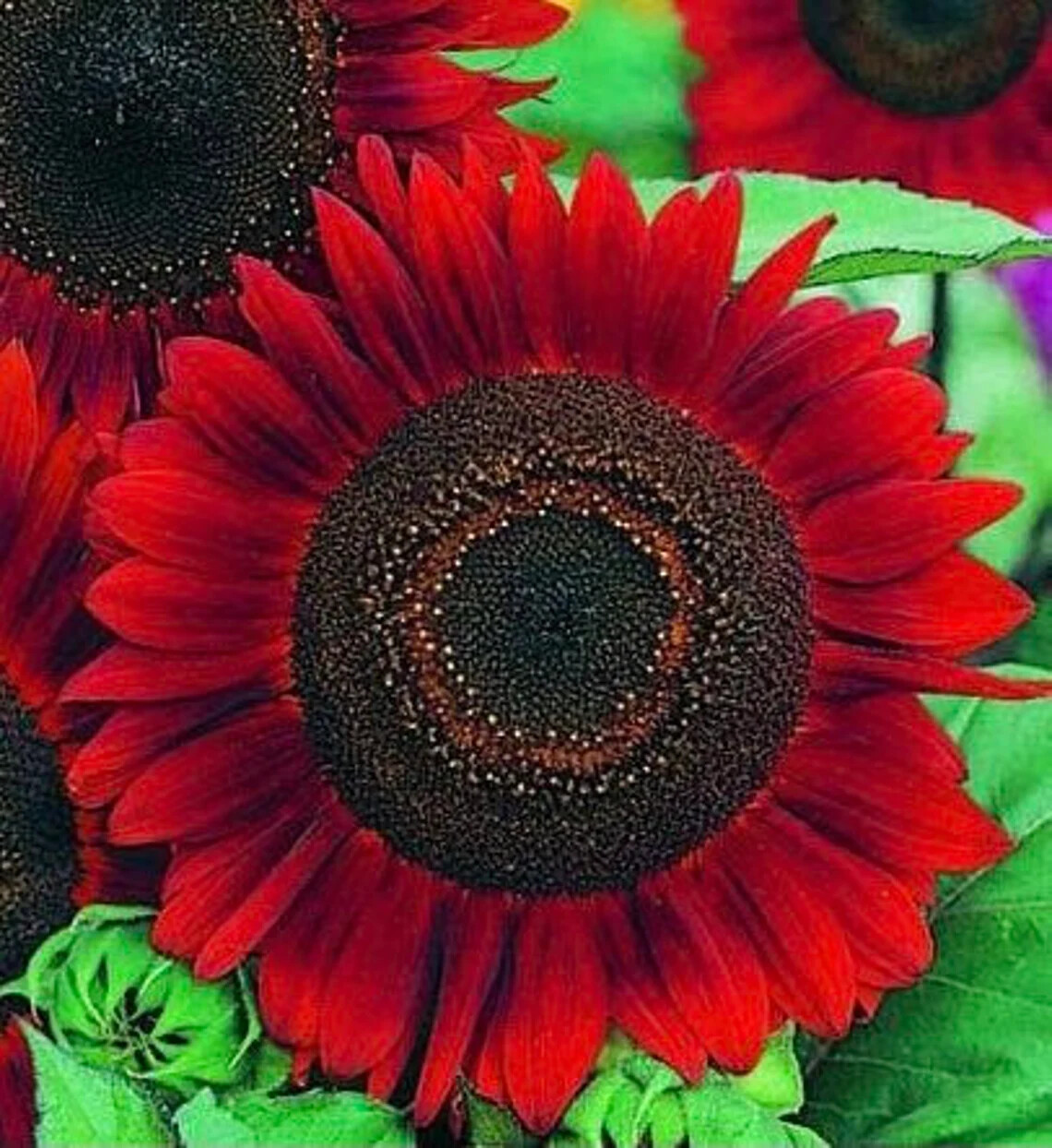 Red Sun Sunflower Seeds | Heirloom | Non-GMO | Fresh Garden Seeds