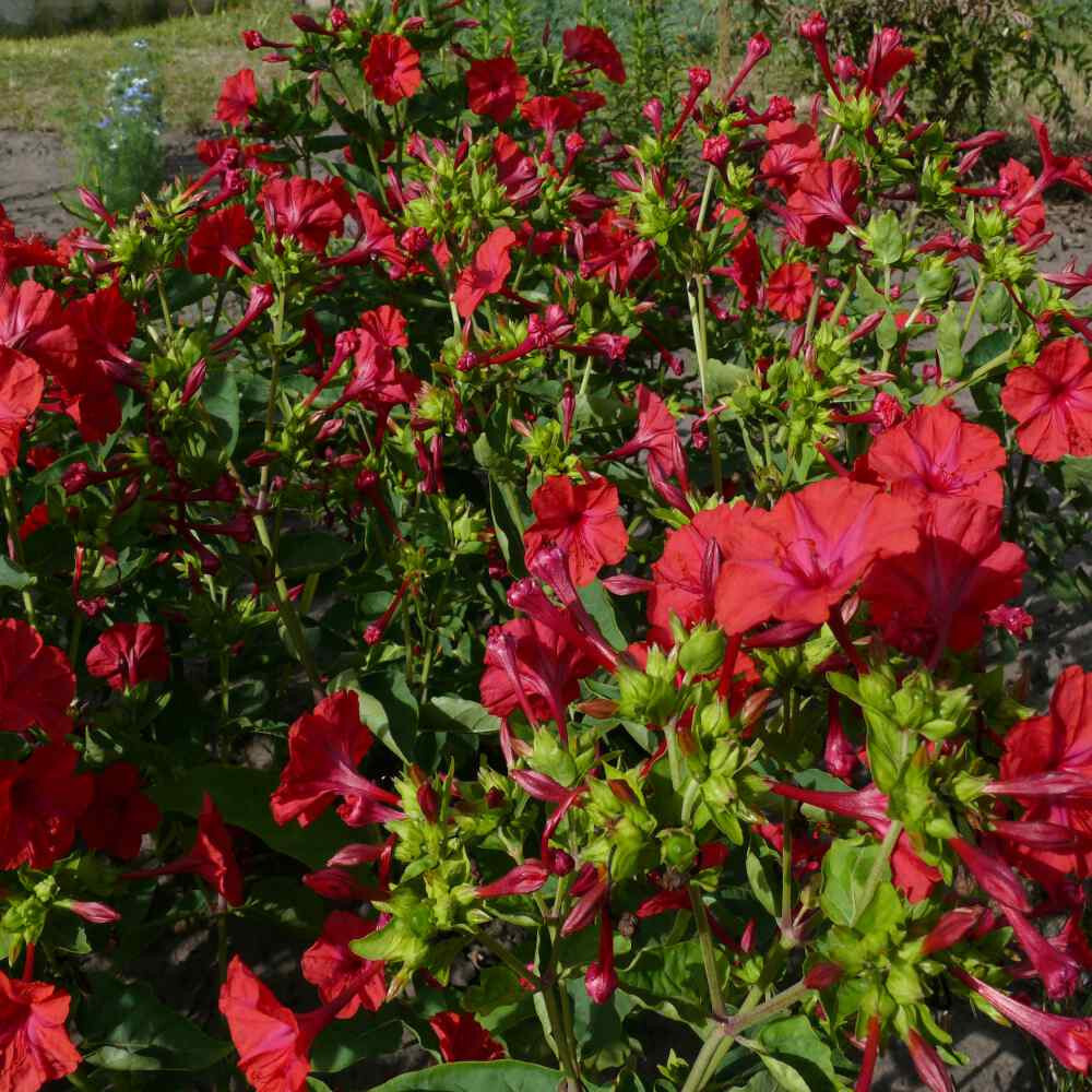1oz Red Four O’Clock Flower Seeds Mirabilis jalapa (Approx 350 Seeds)