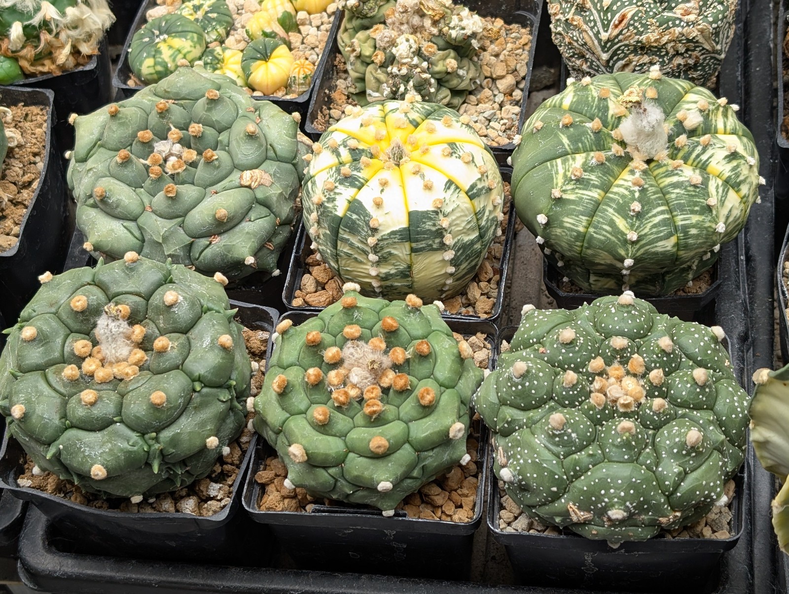 Astrophytum asterias “Mixed Cultivar” 100 Seeds