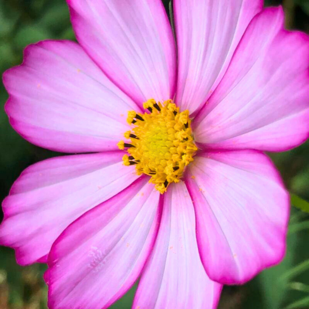 Fresh Beautiful Cosmos Seeds | Picotee | Heirloom Non-GMO | Flower Seeds