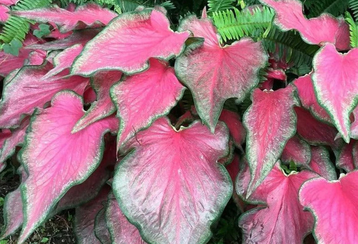 Caladium ‘Passionista’ – Size #2 Bulbs (16 Bulbs, 1 to 1.5 inches)