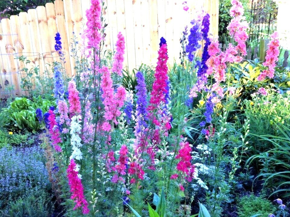 601+LARKSPUR Rocket IMPERIAL Mix Seeds Native Wildflower Cut Flowers Pollinators
