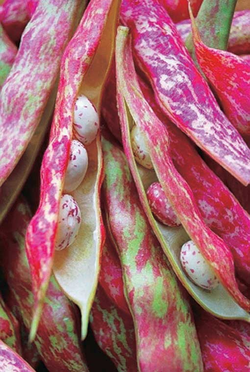Pink Cranberry Bean Seeds |Dwarf Horticultural Taylor Italian Borlotti Seed 2024