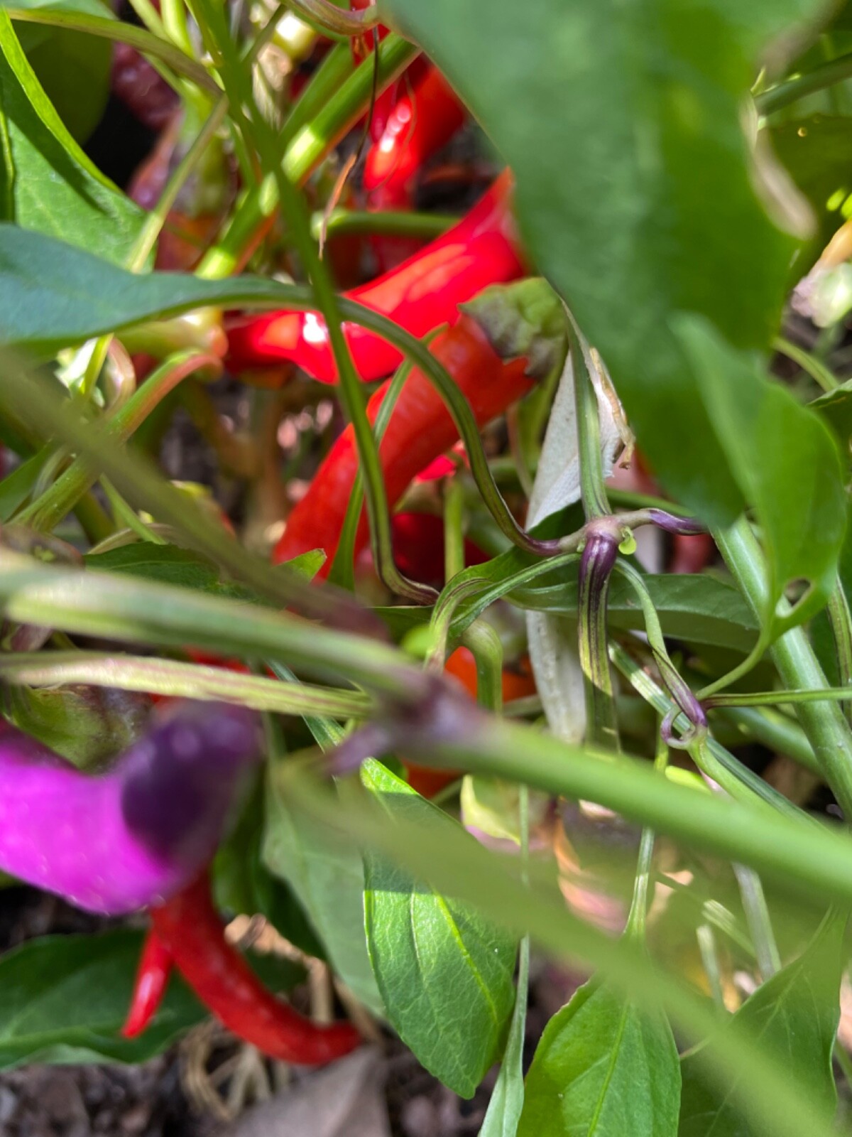 50+ Buena Mulata Purple Pepper Seeds Heirloom Hot