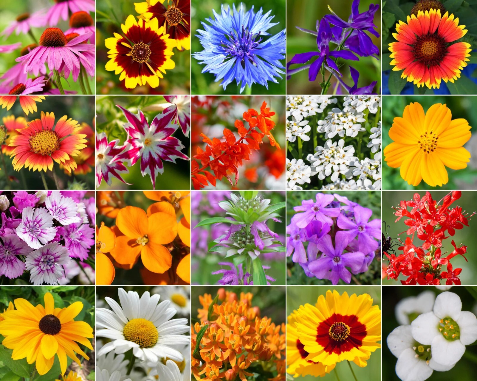 Hummingbird and Butterfly Wildflower Mix, 17 Stunning Species, FREE SHIPPING