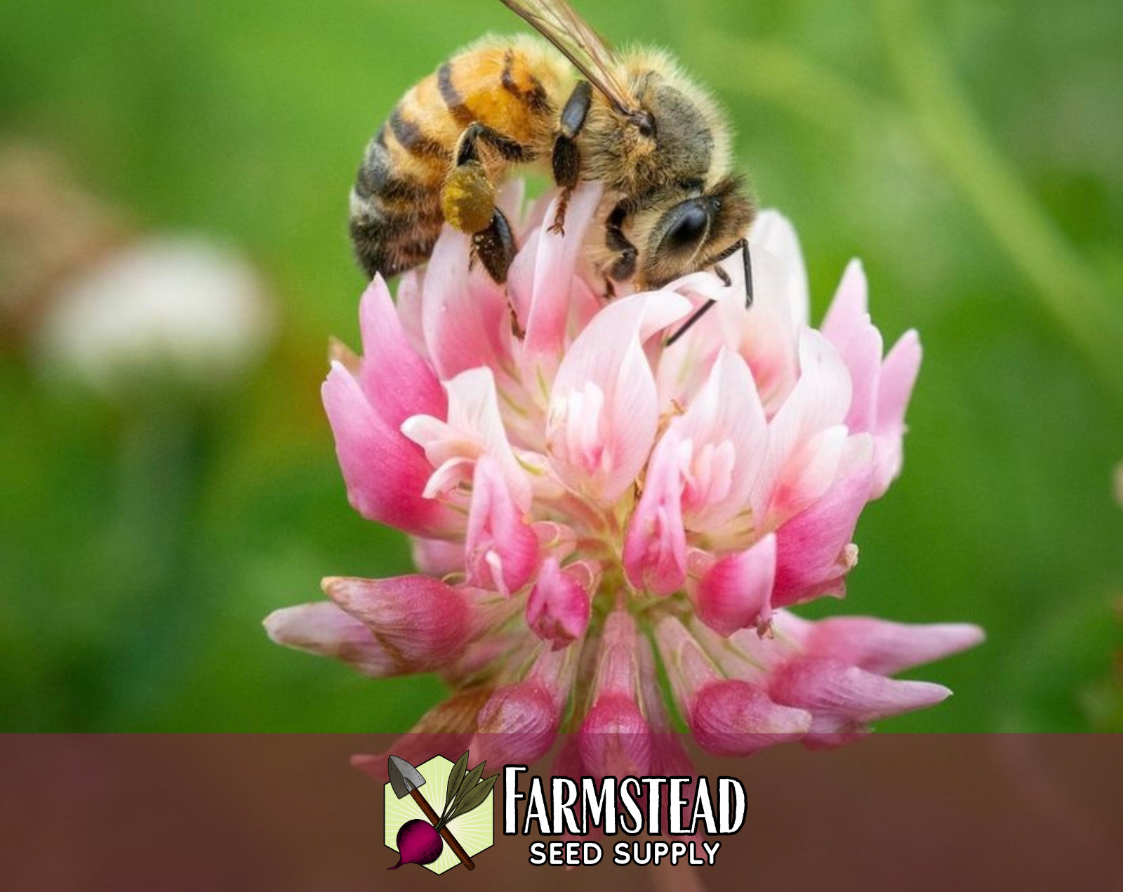 6100+ Alsike Clover Flower Seeds | Wildflower Seed Packet for Pollinators, Bees