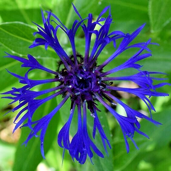 20 MOUNTAIN BLUE CORNFLOWER SEEDS PERENNIAL Centaurea montana Cold Hardy Plant