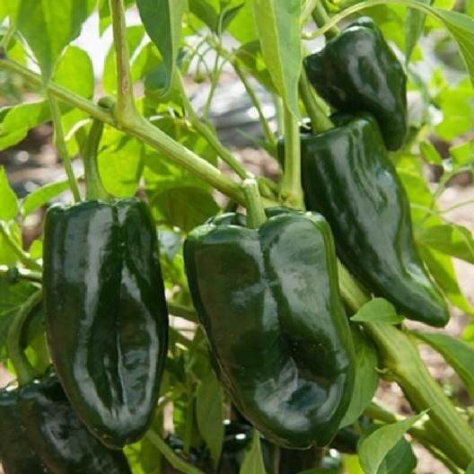 Poblano Pepper Seeds (Ancho Chile) | Mexican Green Chili Vegetable Seed 2024