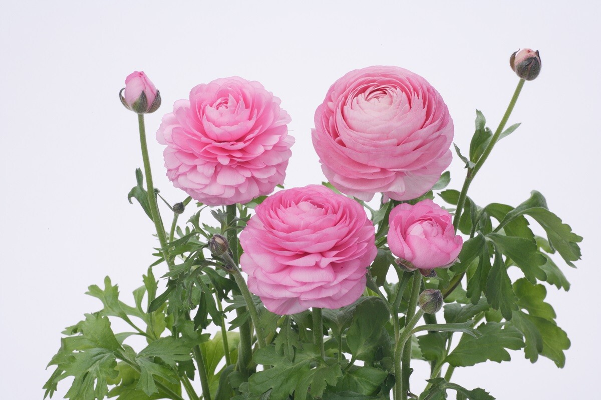 25 Ranunculus Seeds Ranunculus Bloomingdale Pink Shades