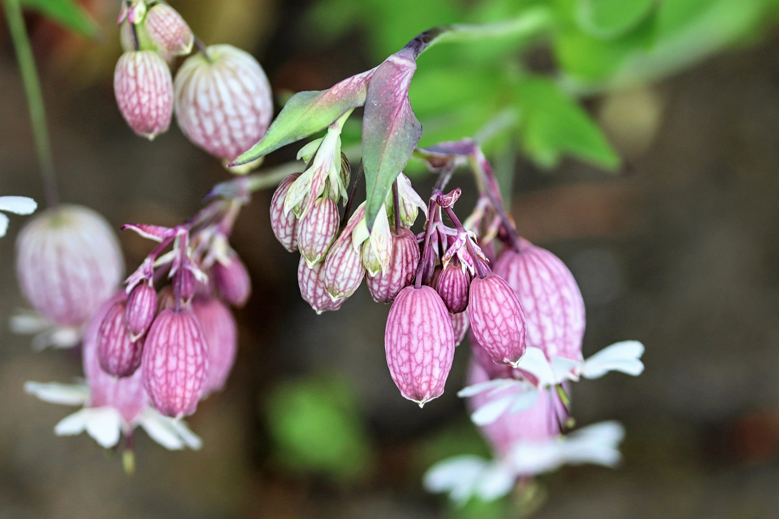 100 MAIDENSTEARS Silene Vulgaris Bladder Campion Pink & White Flower Seeds