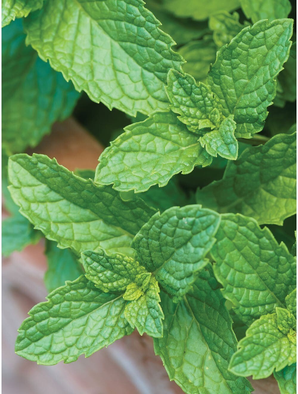 Peppermint (Mentha piperita) Seeds, organic