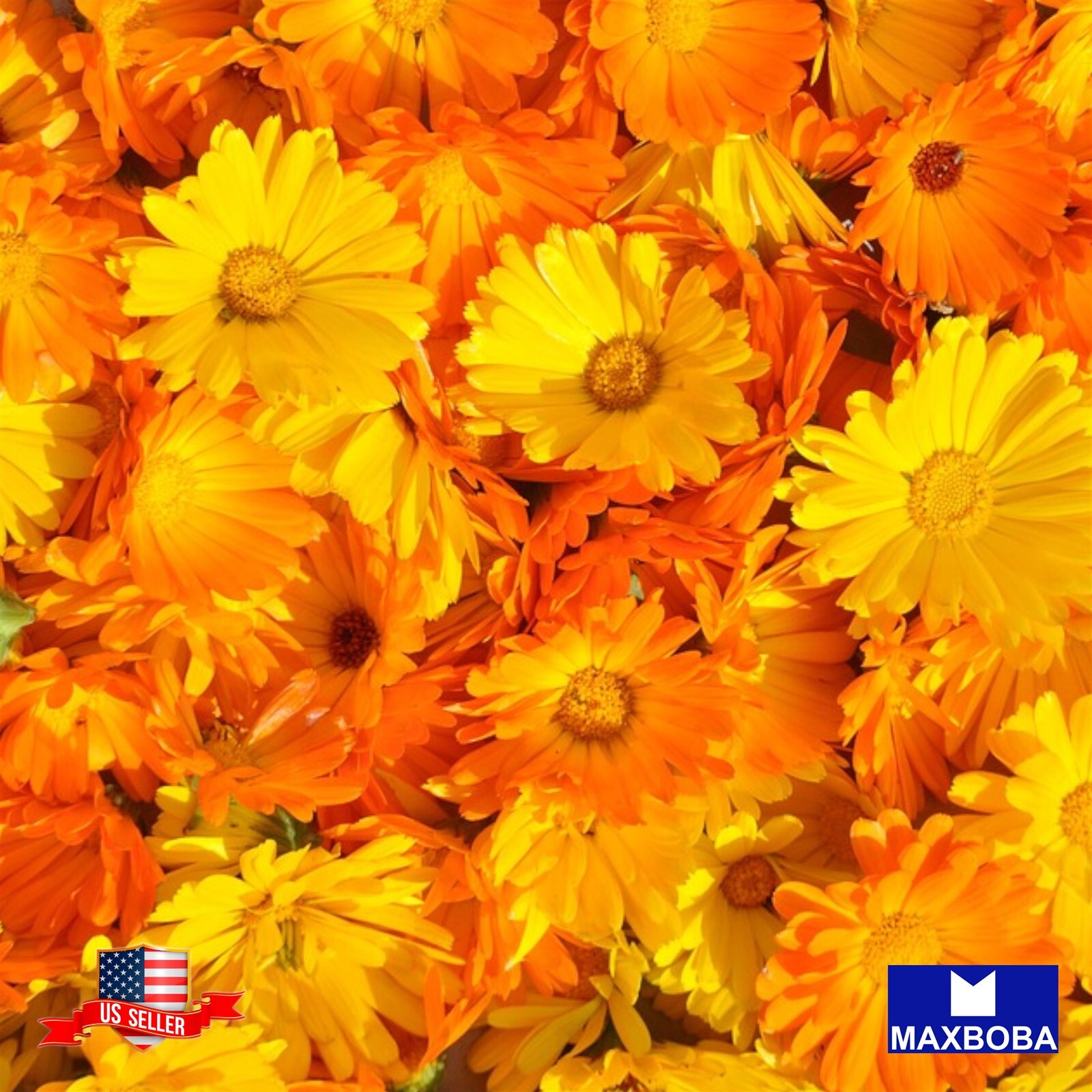 500+ Calendula Seeds – Pacific Beauty Mixture Non-GMO BOGO 50% OFF