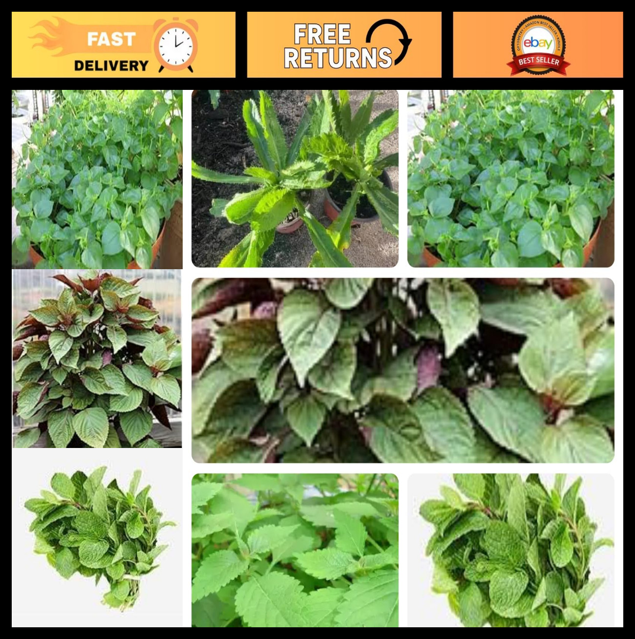 Set of 5 Vietnamese Herb Seeds – Culantro, Perilla, Thai Parsley & More – 1000+