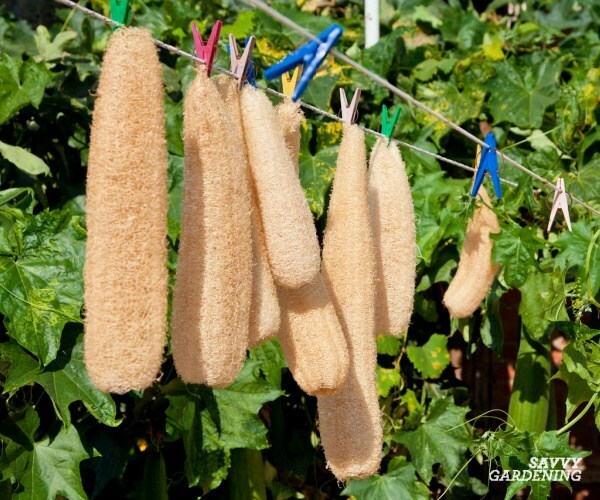 Luffa Smooth Sponge Gourd Seeds HEIRLOOM-NON-GMO, 20 Fresh Seeds for Your Garden