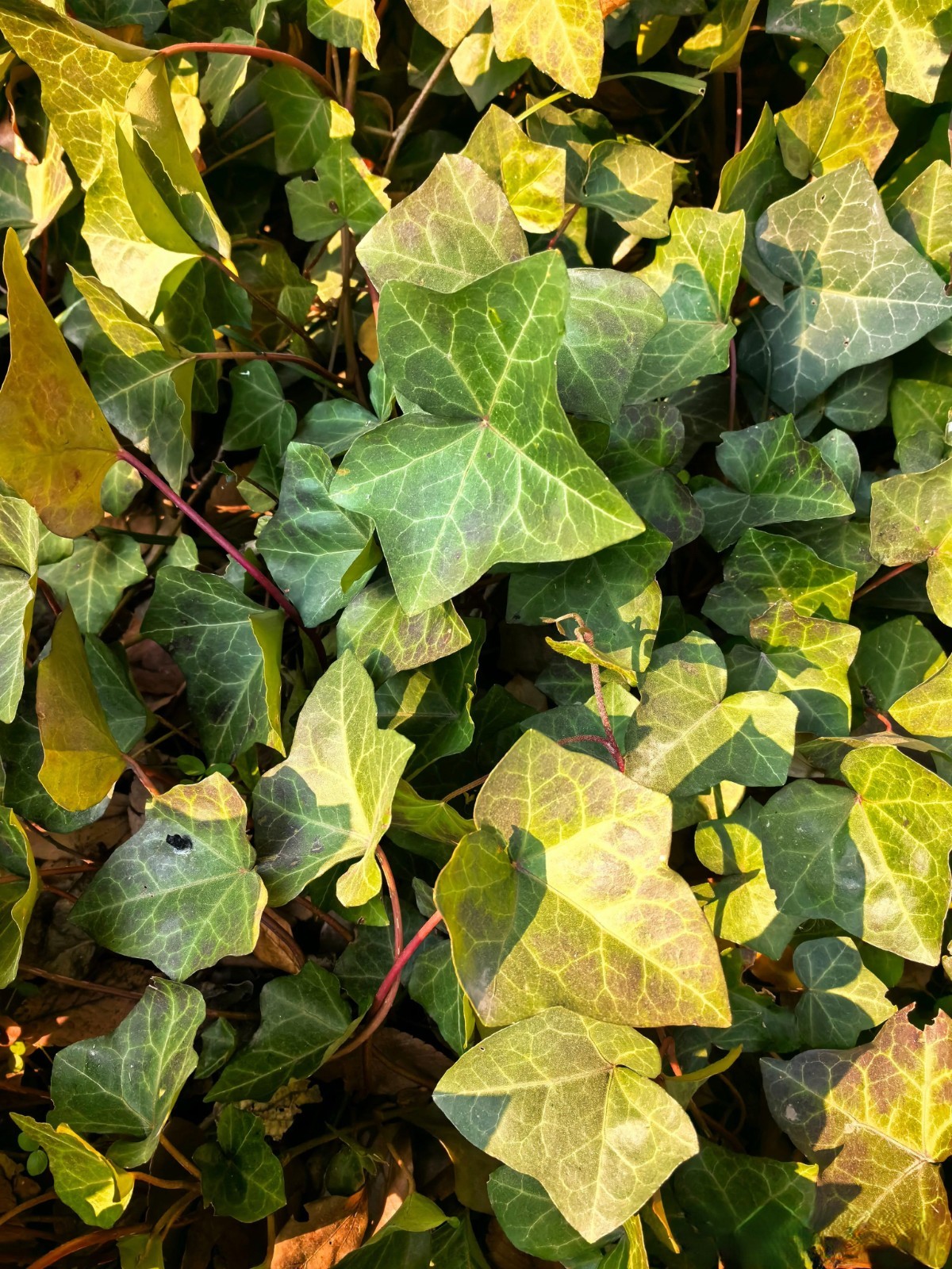 Boston Ivy Seeds 120ct Parthenocissus tricuspidata Climbing Vine Trellis