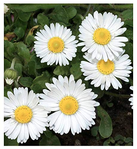 White English Lawn Daisy Mix, Lawns and Borders – 1000 1000 seeds,