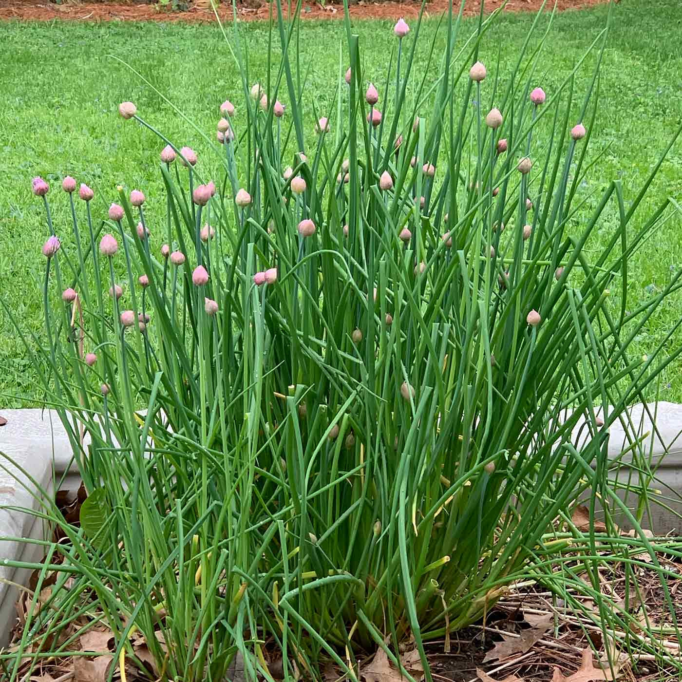 500 Chives Seeds Culinary Herb Allium schoenoprasum