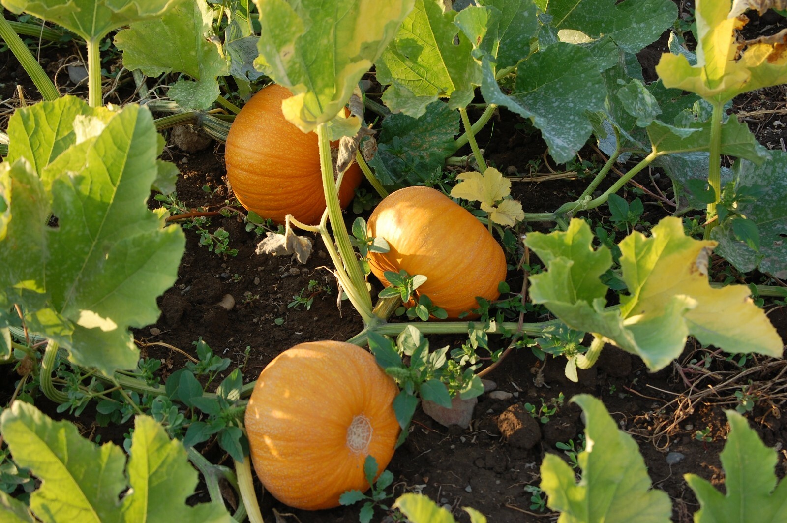 Small Sugar Pumpkin, NON-GMO, New England Pie Pumpkin, Sugar Pie, FREE SHIPPING