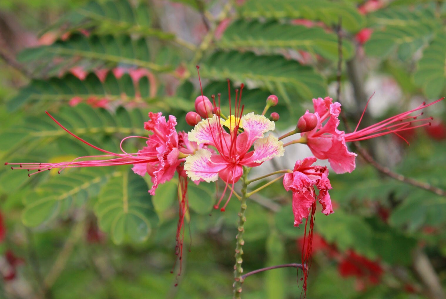 Caesalpinia pulcherrima Pink | 5_Seeds
