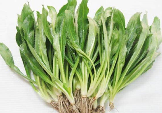 USA FreeShip 4000 NGO GAI Culantro Herb Seeds / Vietnamese Thai Parsley / Recao