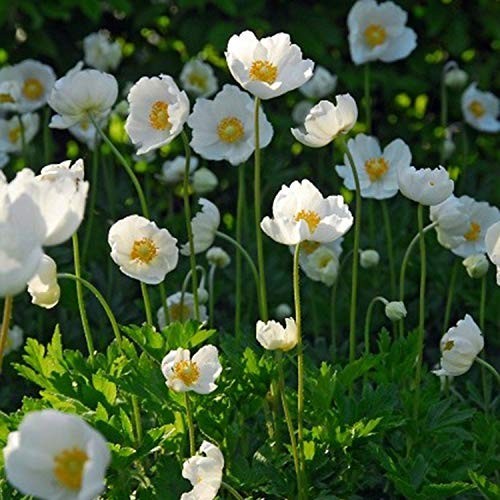 12 Pack Anemone Coronaria ‘The Bride’ Bulbs – Easy Grow White Spring Flowers