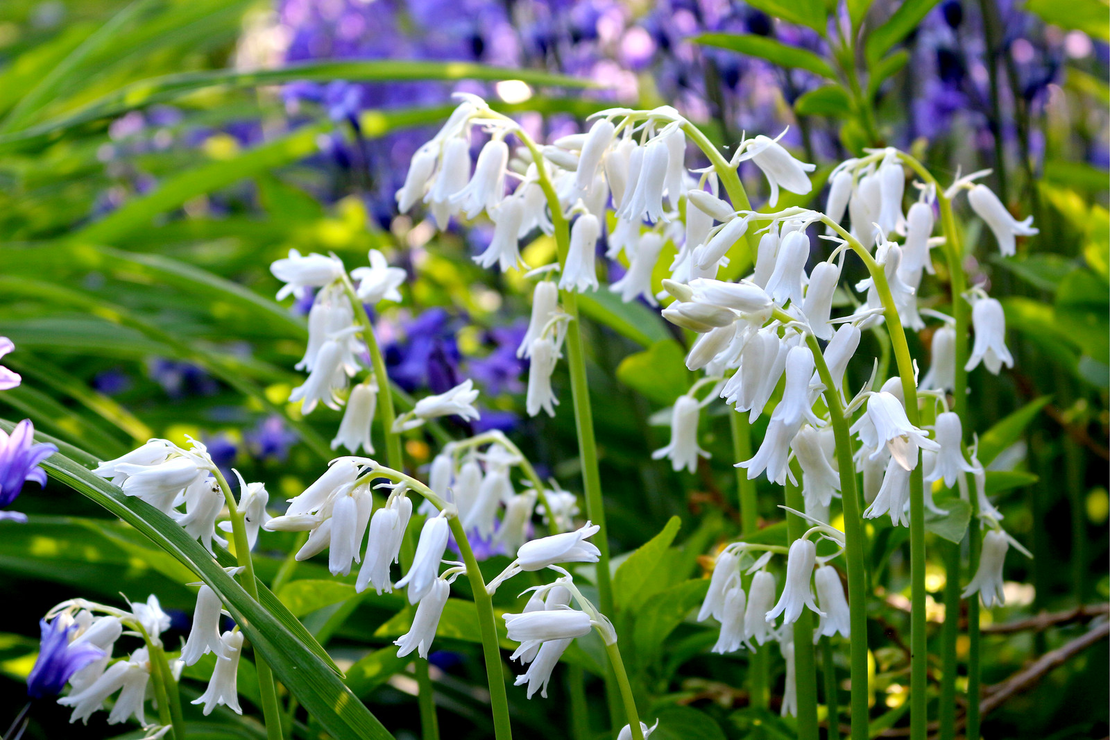 10 Mixed WOOD HYACINTH English Woodland Spanish Bluebell Scilla Flower Seeds