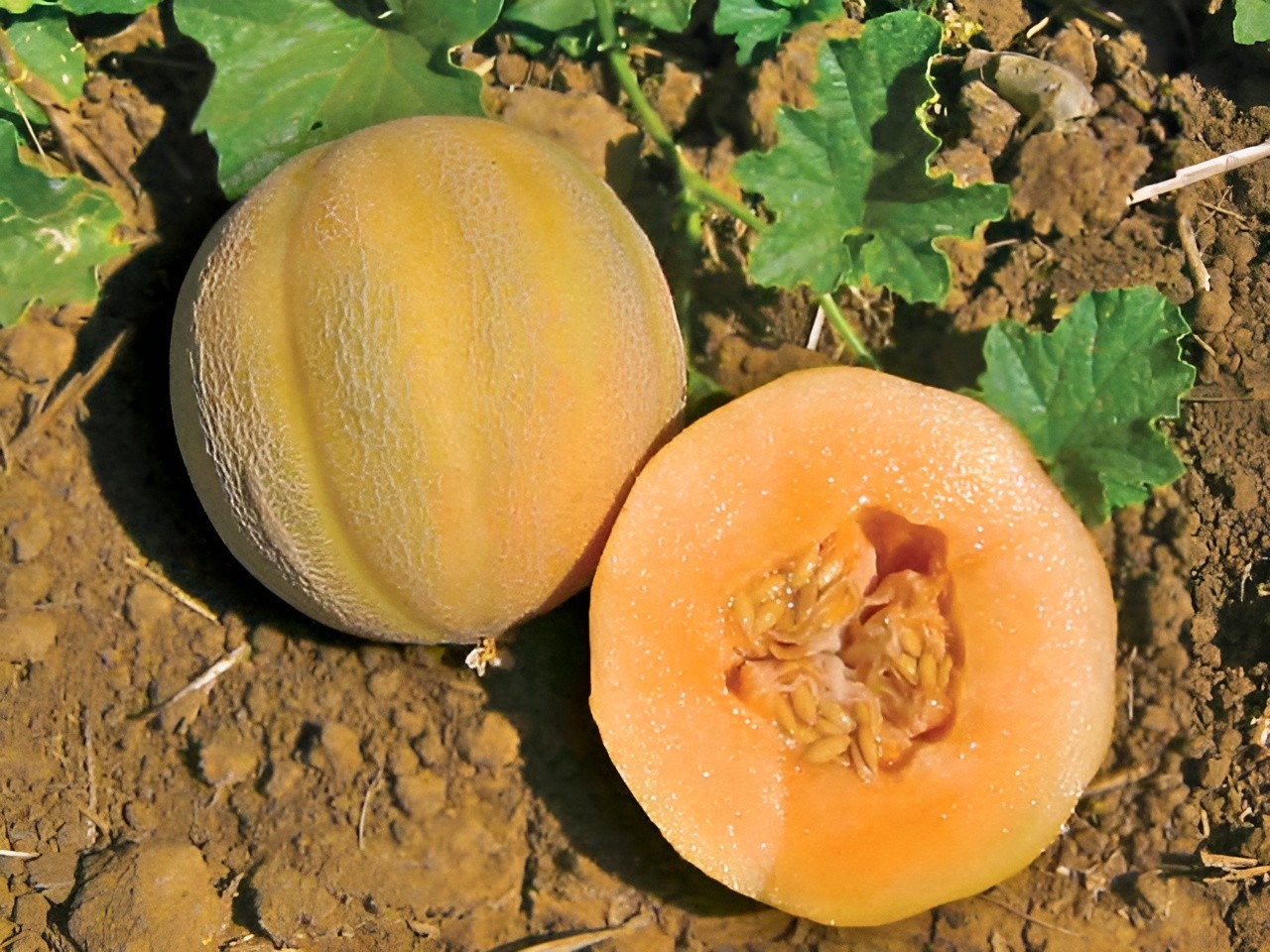 50 Heirloom Minnesota Midget Melon Seeds – Super Sweet – Super Fast Growing!