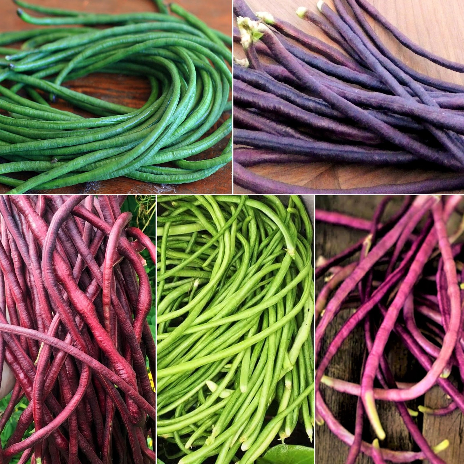 Yard Long Bean Seeds – 5 Varieties Mix – 30+ Count – for Colorful Garden