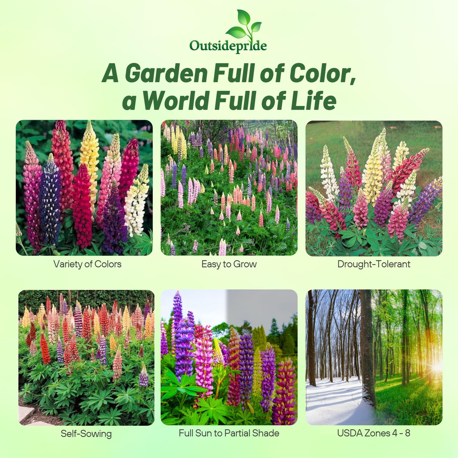 Mixed Russells Lupine Seeds – 500 Pcs Perennial, -Sowing, Cold Hardy & Frost …