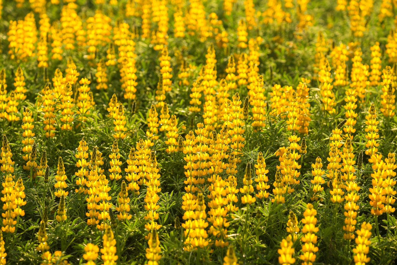 50 GOLDEN LUPINE Lupinus Densiflorus Yellow Hummingbird Flower Seeds *Flat Ship